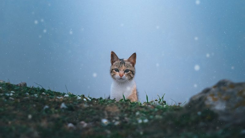 Partir à la montagne avec son chaton ?